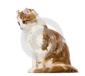 American Curl kitten, 3 months old, sitting and looking down