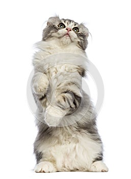 American Curl kitten, 3 months old, standing on hind leg and looking up