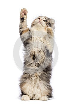 American Curl kitten, 3 months old, standing on hind leg and reaching