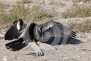 American darter-  Bailey Tract (Sanibel Island) Florida USA