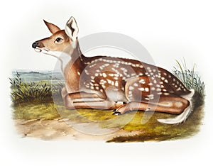 American Deer illustration