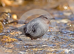 American Dipper