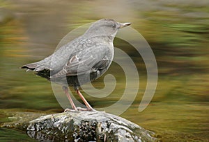 American Dipper