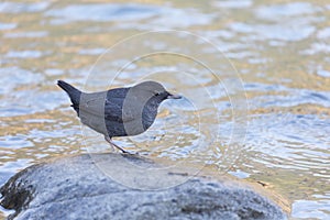 American Dipper