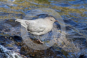American Dipper (Cinclus mexicanus)