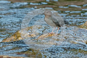 American Dipper - Cinclus mexicanus