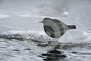 American dipper, Cinclus mexicanus