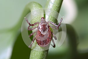 American Dog Tick photo