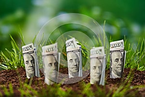 American dollar banknote on natural green background. Growth cash dollars concept. Money growing from ground. Agricultural