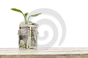 American dollars money with green growing up plant isolated on white background