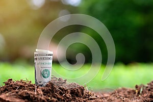 American dollars and young plant growing on soil with green background.