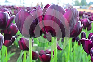 American Dream Tulips at Windmill Island Tulip Garden