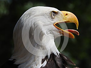 American eagle, bold eagle, sharp eye, head and portrait, beak open, macro