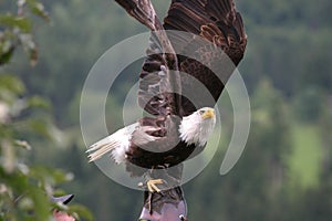 American eagle with falconer