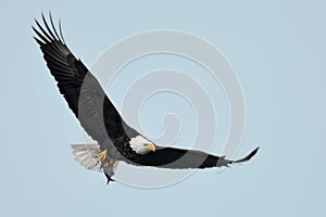 American eagle in flight