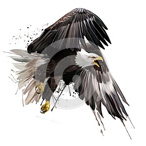 American eagle flying watercolor drawing