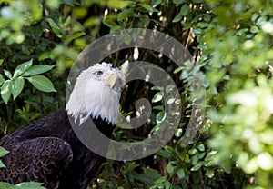 American Eagle Gazes Skyward