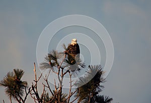 American eagle perched in a tall tree.