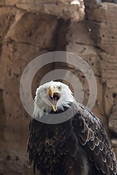 American eagle scream