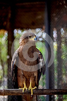 American eagle at zoo. Hawk in captivity. Bird of the hawk family. American symbol of the nation