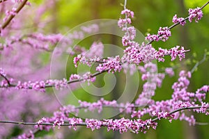 American Eastern Redbud Tree or Cercis canadensis blossoming in a park close up.