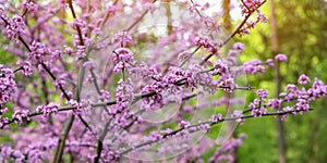 American Eastern Redbud Tree or Cercis canadensis blossoming in a park close up