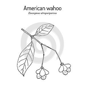 American or eastern wahoo Euonymus atropurpureus , medicinal plant