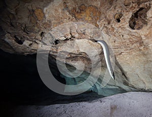 American Eel - Slithers from Above