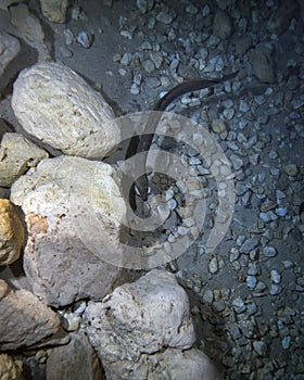 American Eel Swims Below - Vortex Springs