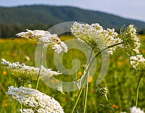 American elderberry flowers in a field in Irvine, Warren County, Pennsylvania, USA