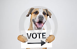 American election activism concept with staffordshire terrier dog.