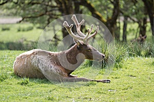 American Elk- Cervus elaphus roosevelti