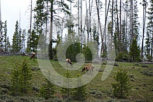 American Elk or Wapiti in Idaho