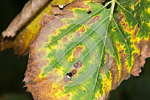 American Elm leaves (Ulmus Americana) with Bacterial Leaf Scorch (Xylella Fastidiosa)