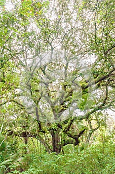 American Elm tree