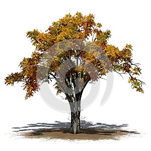 American Elm tree in autumn on a sand area - isolated on white background