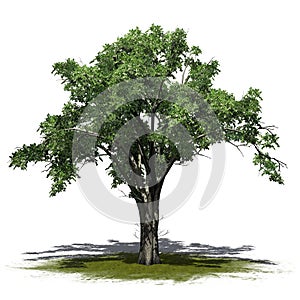 American Elm tree on a green area - isolated on white background