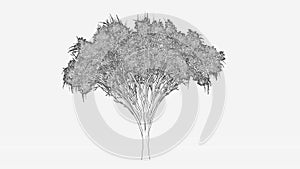 american elm tree hand drawn and artistic isolated on white background