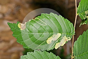 American Elm tree leaves (Ulmus americana) with leaf miner insect damage.