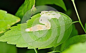 American Elm tree leaves (Ulmus americana) with leaf miner insect damage.