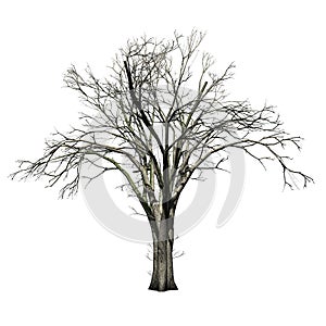 American Elm tree in winter
