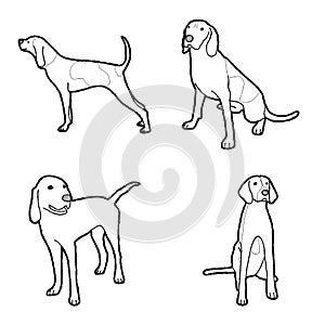 American English Coonhound Animal Vector Illustration Hand Drawn Cartoon Art