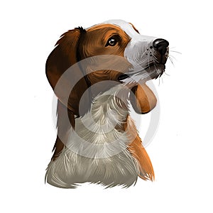 American English Coonhound dog digital art illustration isolated on white background. Redtick Coonhound, breed of coonhound,
