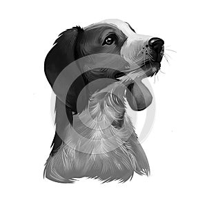 American English Coonhound dog digital art illustrationin black and white colors. Redtick Coonhound, breed of coonhound, hunting