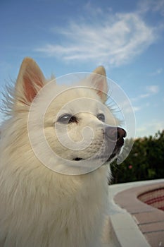 American Eskimo photo