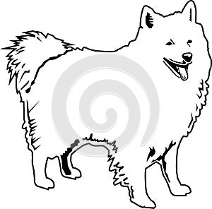 American eskimo black and white photo