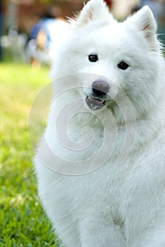 American Eskimo Dog