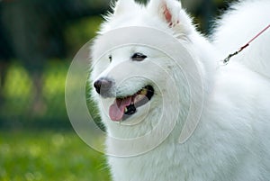 American Eskimo Dog