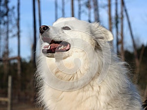 American Eskimo Dog photo