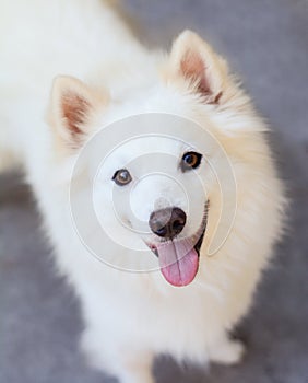 American Eskimo Dog photo